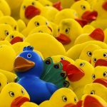 Um pato de borracha azul destaca-se no meio de muitos patos amarelos