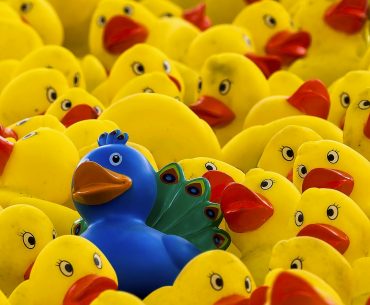 Um pato de borracha azul destaca-se no meio de muitos patos amarelos